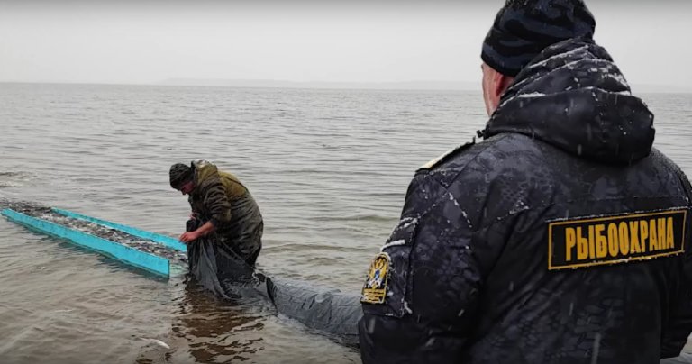 В Костромской области в Волгу выпустили почти 400 тысяч толстолобиков