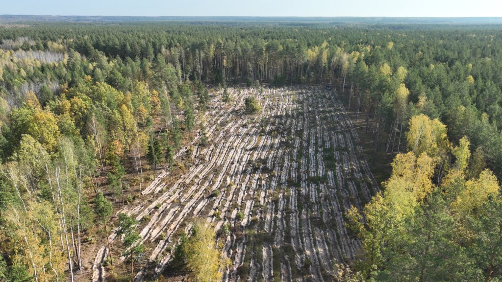 Лесовосстановление в Мордовии — 100% от плана