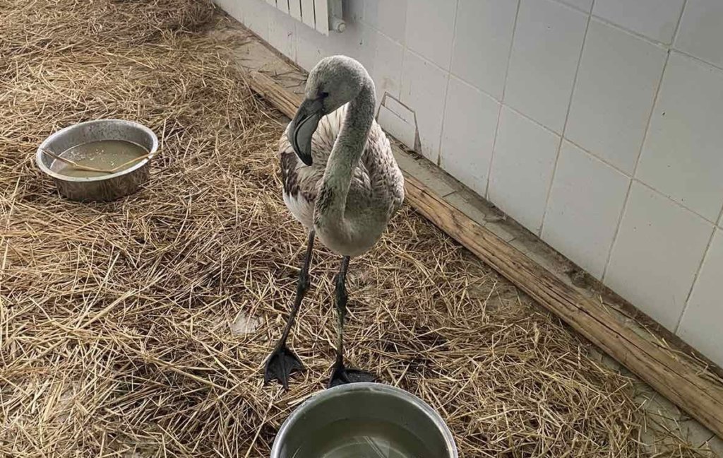 Спасенный розовый фламинго будет жить в ижевском зоопарке