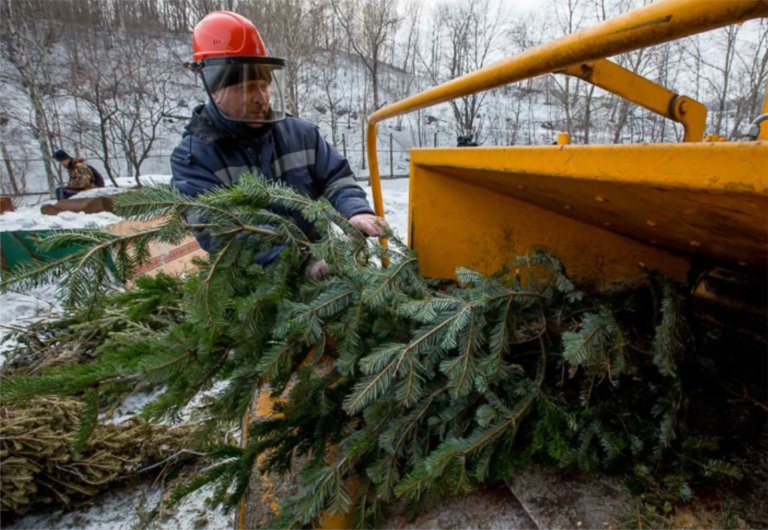 В России предложили создать сеть пунктов по приему елок