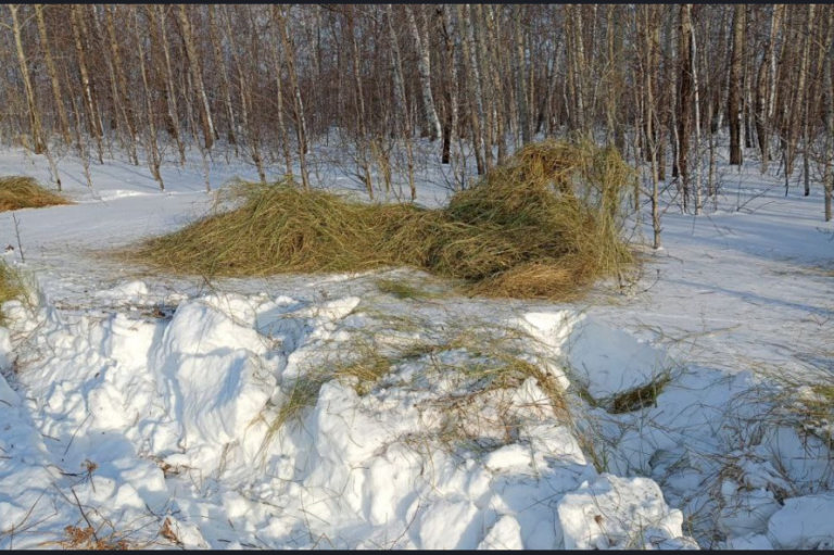 Снежные барьеры защитят Куйбышев от массовой миграции косуль