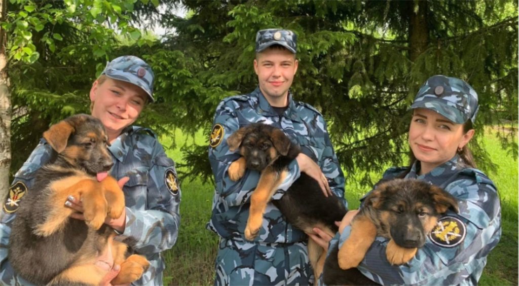 В питомнике служебного собаководства в Коми родилось 25 щенков