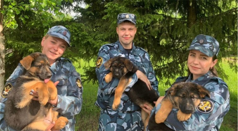 В питомнике служебного собаководства в Коми родилось 25 щенков