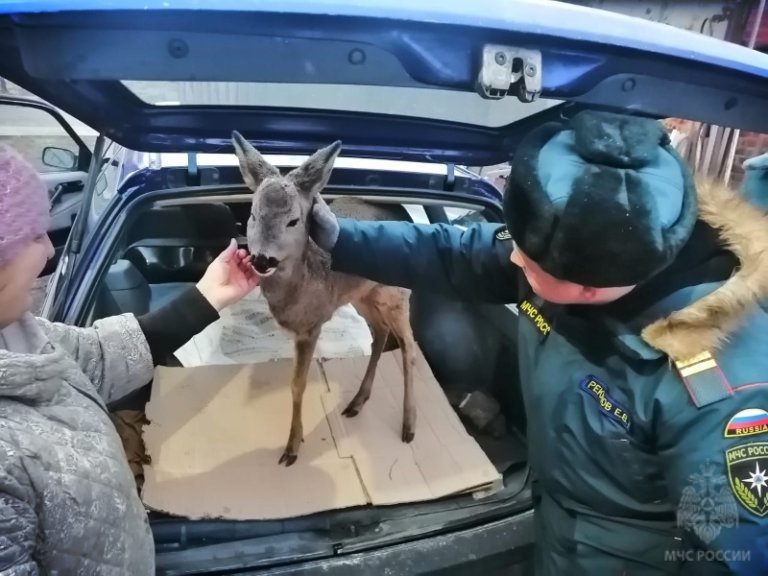 В Калининградской области спасают трехногую косулю