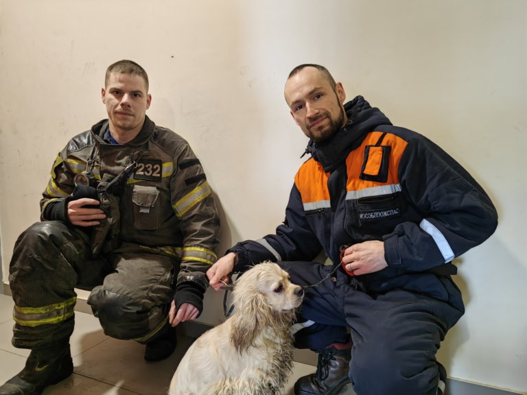 В Подмосковье спасли запертого в квартире спаниеля