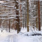 Новогодние каникулы среди зубров и заснеженных лесов: куда поехать недалеко от Москвы