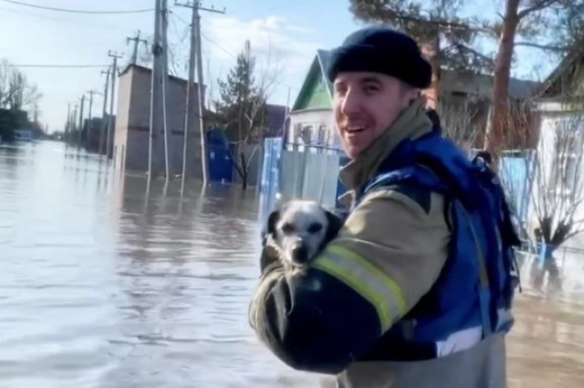 В затопленном Орске спасают животных, разбирая дома ⋆ НИА 