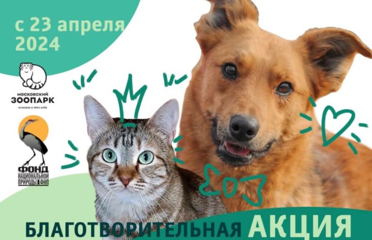 Помочь приютам может каждый