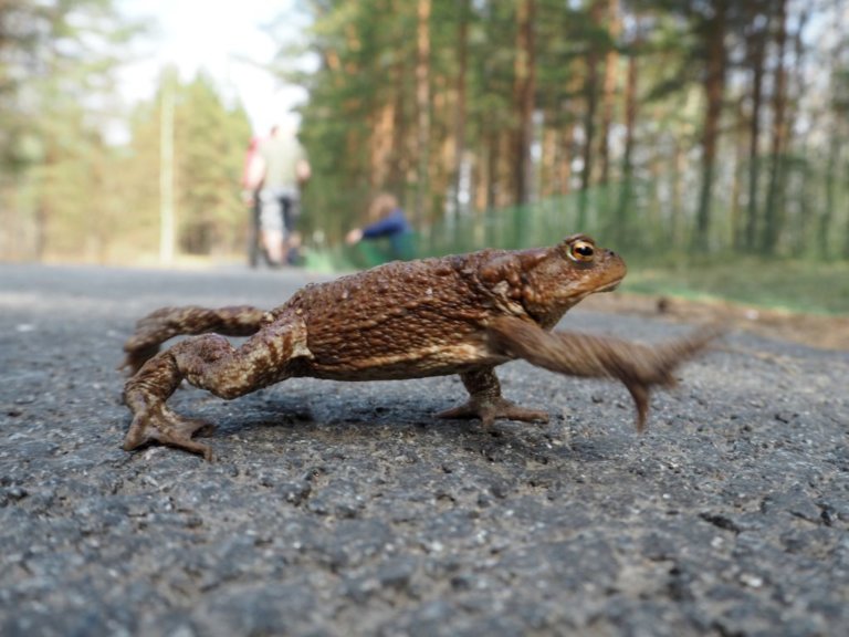 В Санкт-Петербурге ищут переносчиков жаб