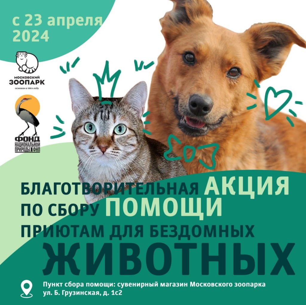 Помочь приютам может каждый