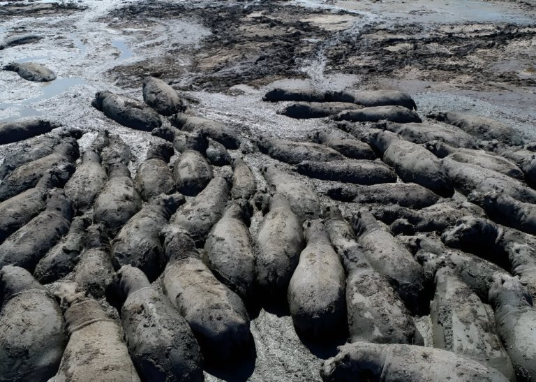 В Ботсване гибнут застрявшие в пересыхающих водоемах бегемоты