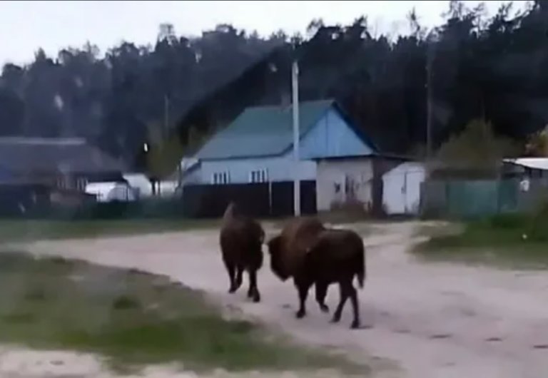 В Калужской области зубры выбрались из вольеров и забрели в поселок