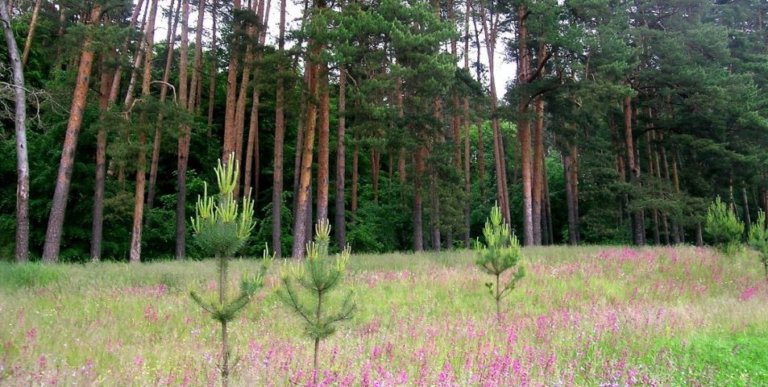 Белгородская область перевыполнила план по лесовосстановлению