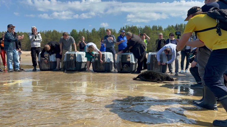 В Ленобласти в природу вернулись пять серых тюленей