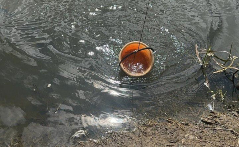 В Смоленской области произошел массовый мор рыбы