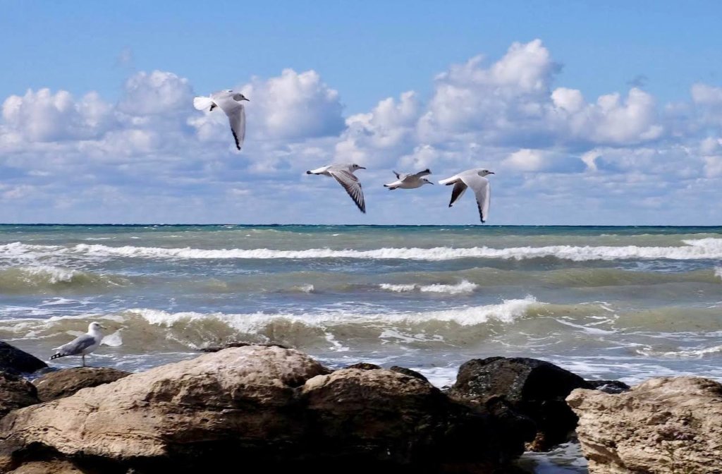 На защиту Каспийского моря: движение Save the Caspian Sea запускает глобальную кампанию