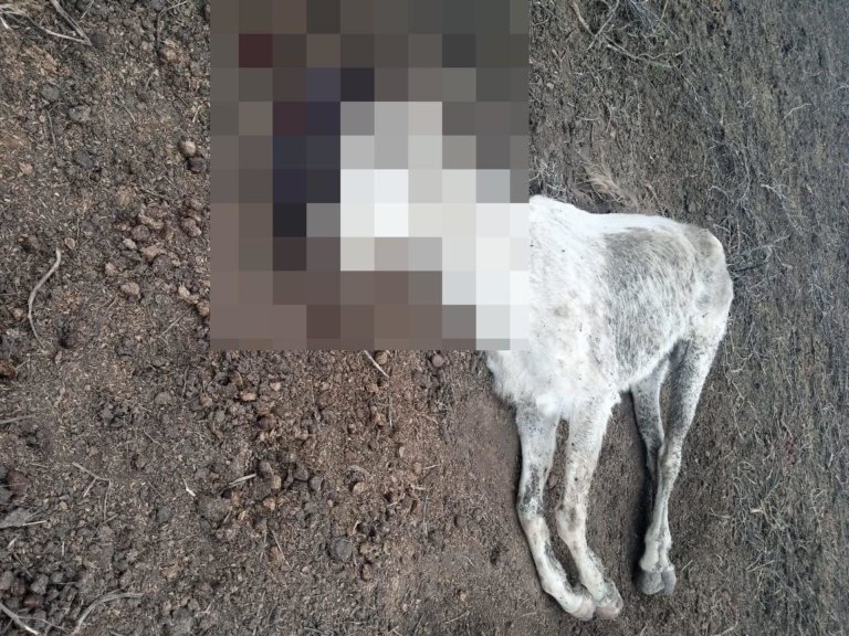 На конном заводе в Ставрополье лошадей держат без еды и воды
