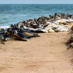 Подводные дроны определят причину гибели каспийских тюленей