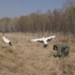 В Хинганском заповеднике в природу выпустили японских журавлей