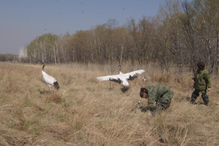 В Хинганском заповеднике в природу выпустили японских журавлей