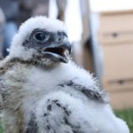 В Сайлюгемском нацпарке выпустят в природу соколов балобанов
