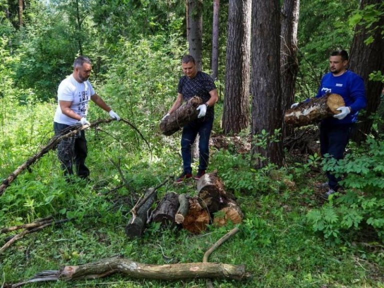 В Подмосковье очистили лес от валежника