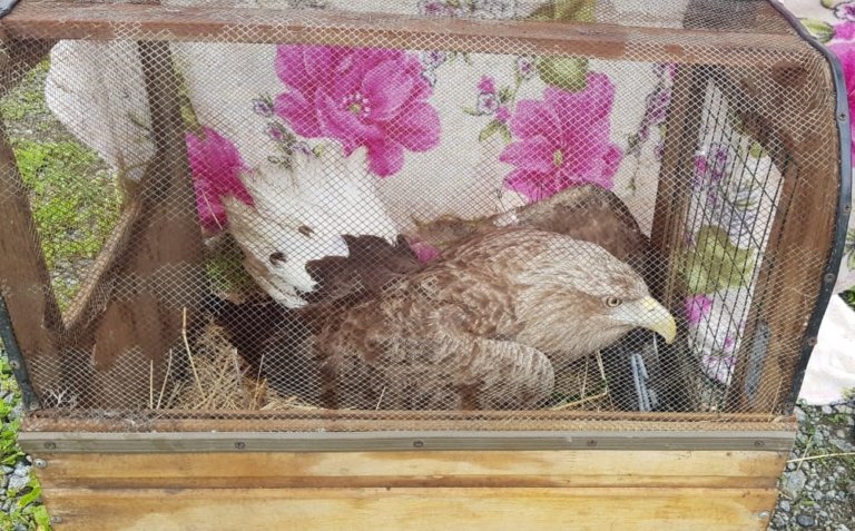 В Хабаровском крае спасли орлана-белохвоста со сломанным крылом