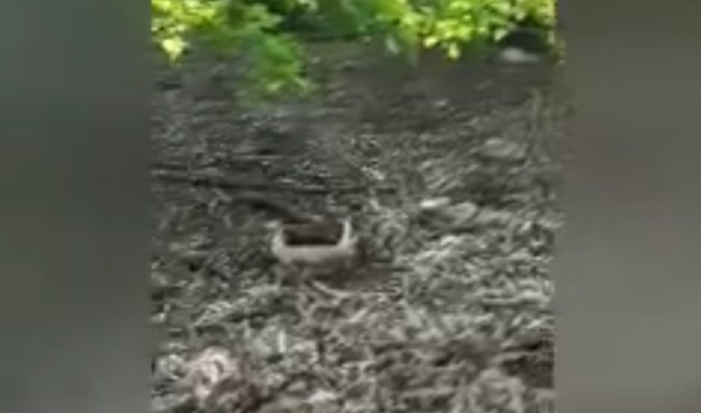 В селе Воронежской области образовался фекальный пруд
