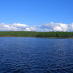 В Вилюйское водохранилище выпустили 220 тысяч мальков пеляди