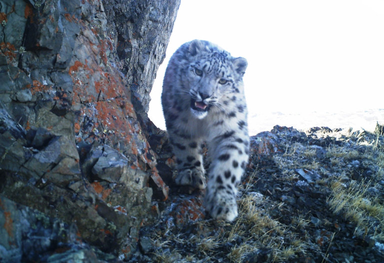Ученые отправились изучать снежных барсов в пустыню