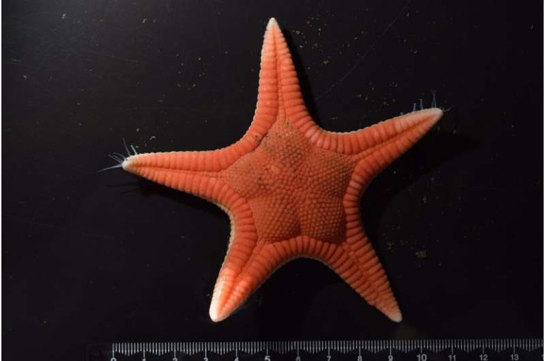 Японские ученые обнаружили новый вид морских звезд