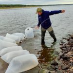 В якутскую реку Вилюй выпустили 20 тысяч мальков сибирского осетра