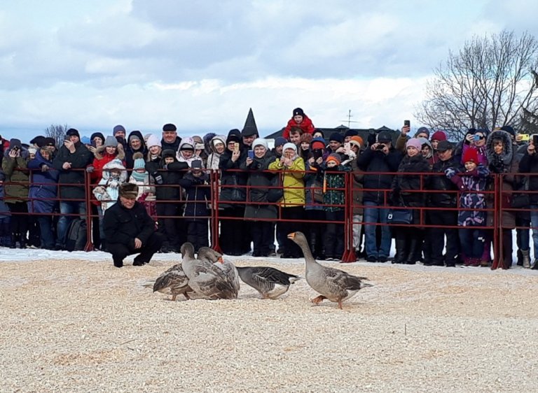 В Суздале запретили проводить гусиные бои