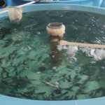 В Камское водохранилище выпустили около 9 тысяч особей стерляди