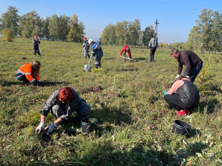 На Кузбассе посадят более 2,5 миллионов деревьев