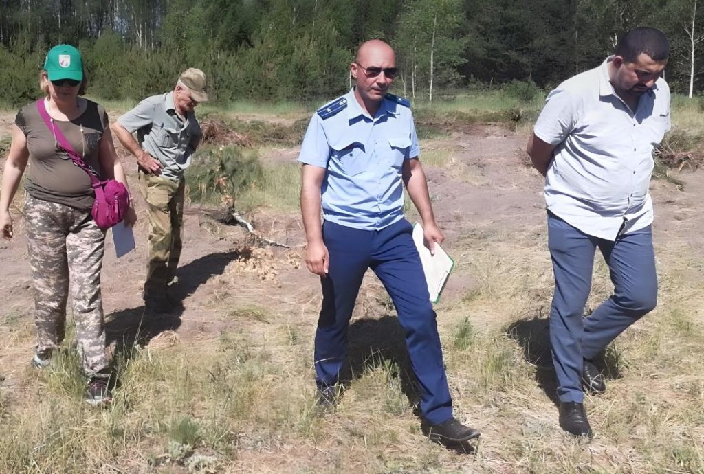 В нацпарке «Марий Чодра» в Марий Эл незаконно вырубили 128 молодых сосен
