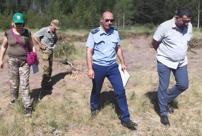 В нацпарке «Марий Чодра» в Марий Эл незаконно вырубили 128 молодых сосен