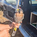 В Тамбовской области в природу выпустили трех сапсанов