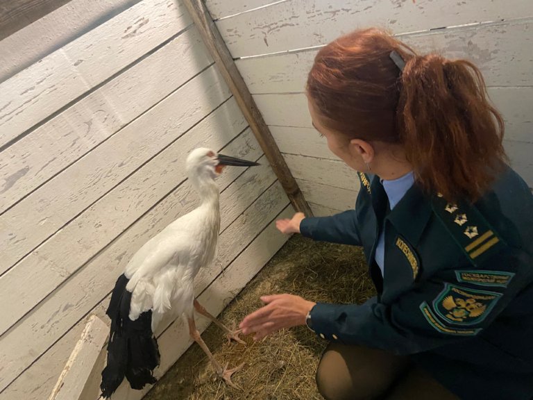 В Амурской области спасли двух редких аистов