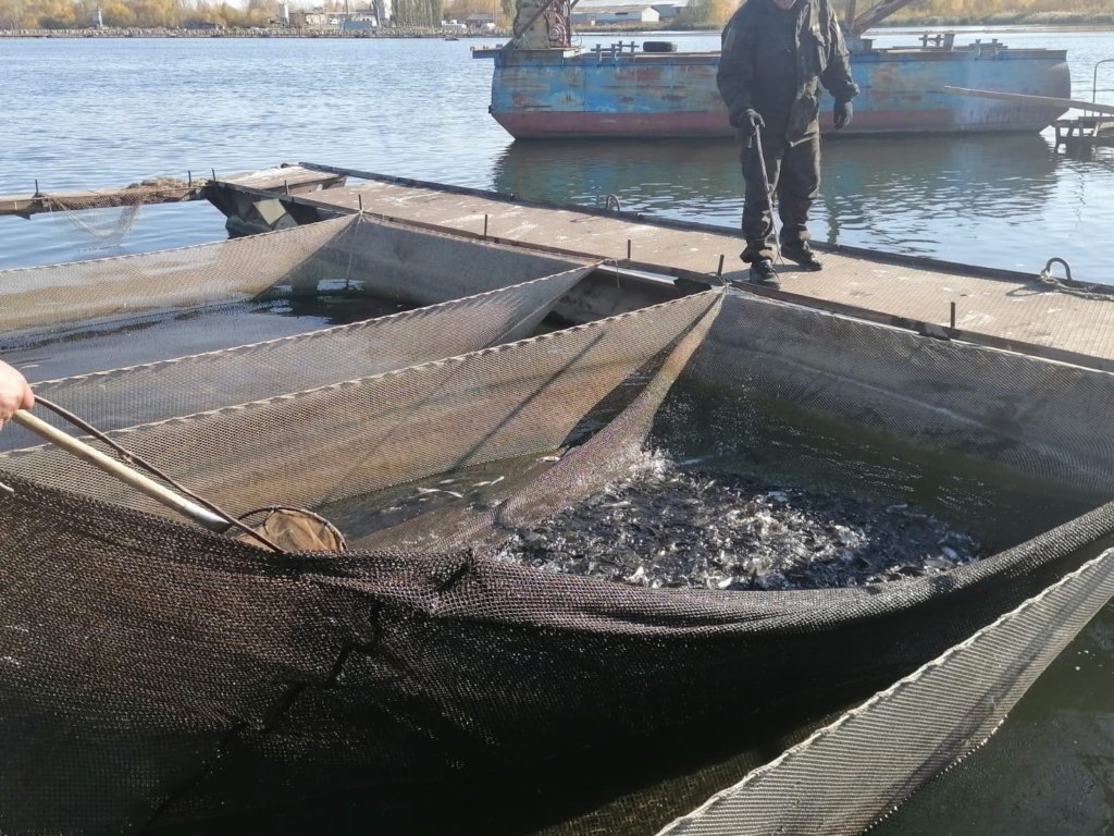 В Кармановское водохранилище Башкирии выпустили 45 тысяч мальков