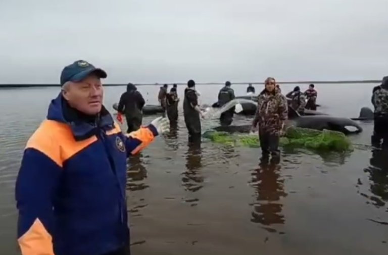 На Камчатке спасают косаток, оказавшихся на мели