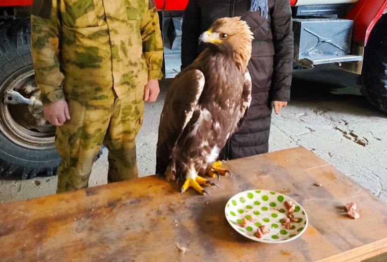 В Коми спасли травмированного беркута