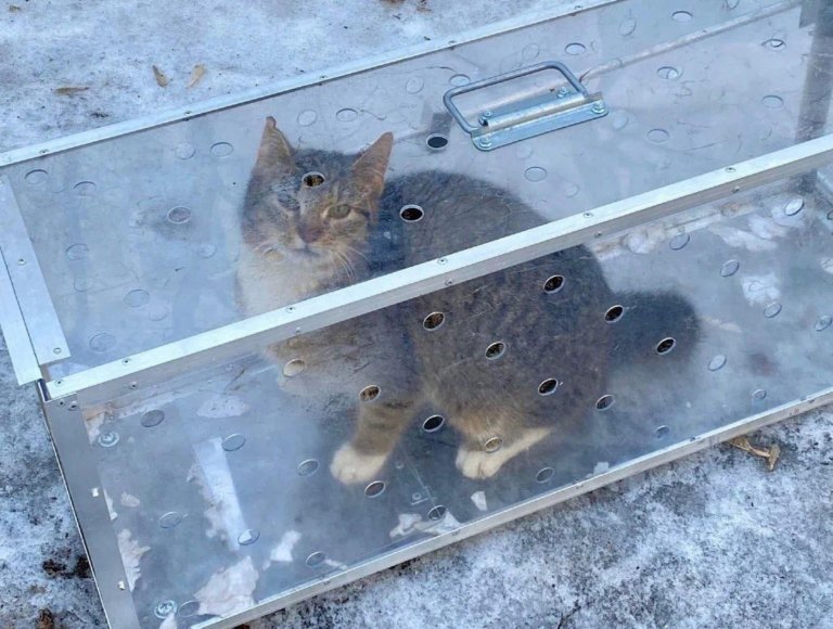 Московские кошки vs редевелопмент