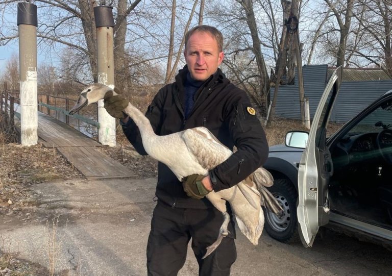 В Ульяновской области за месяц спасли пятерых лебедей