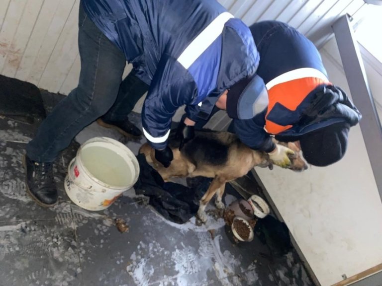 Из-за атаки ВСУ под Белгородом сгорел приют для животных