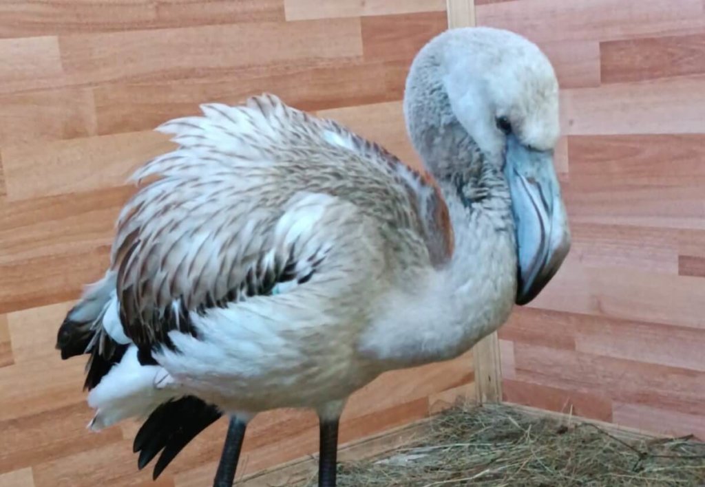 В Свердловской области спасли птенца розового фламинго