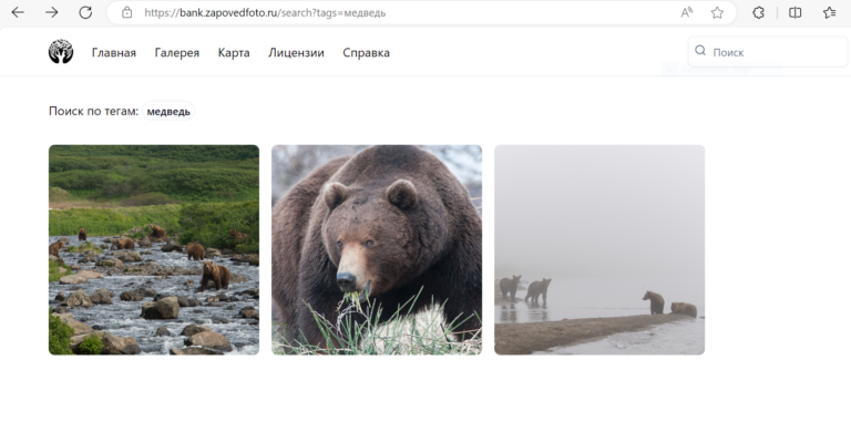 Фотобанк природы: новый проект для популяризации уникальной экосистемы России