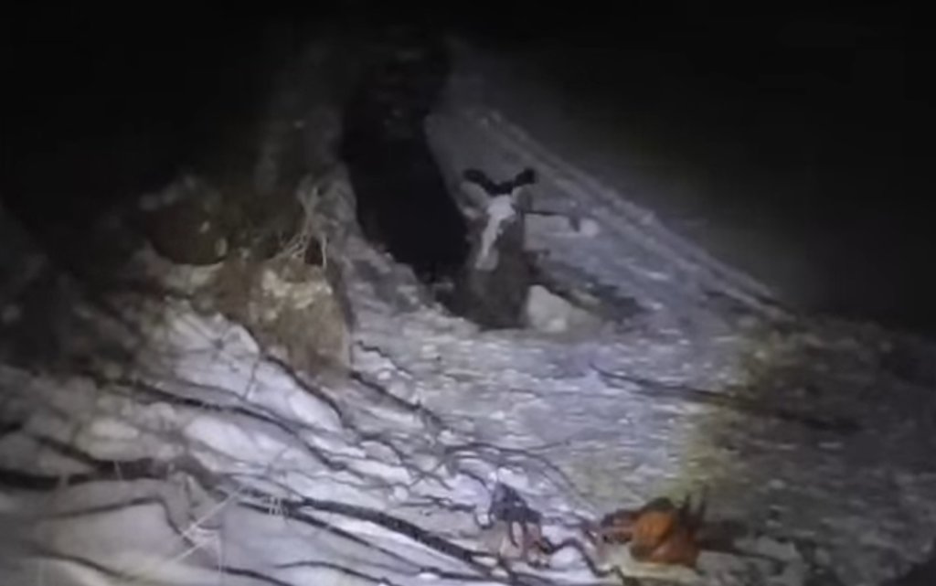 В Вологодской области спасли провалившуюся под лед лосиху