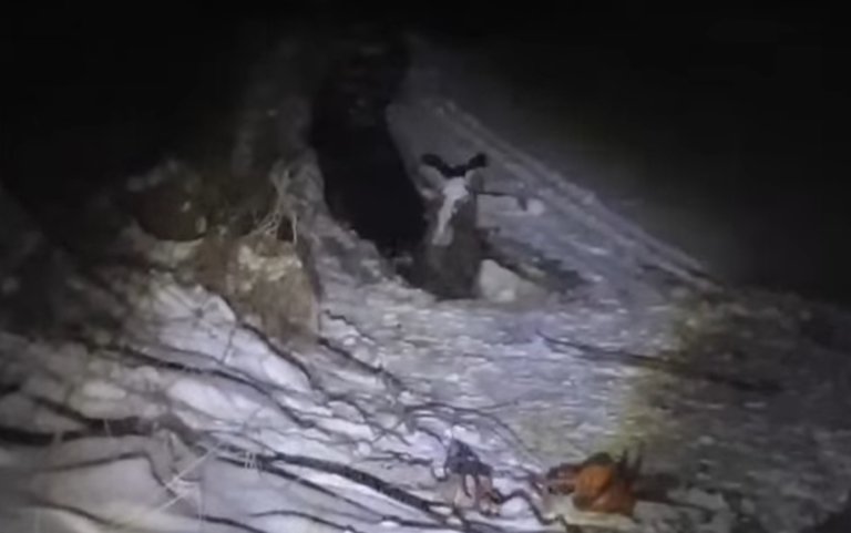 В Вологодской области спасли провалившуюся под лед лосиху