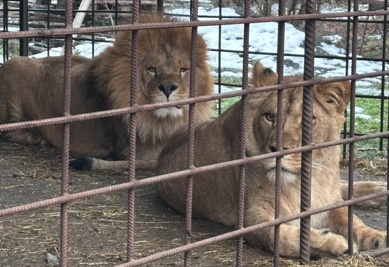 Изъятых у браконьера львов приютили в волгоградском фонде защиты животных